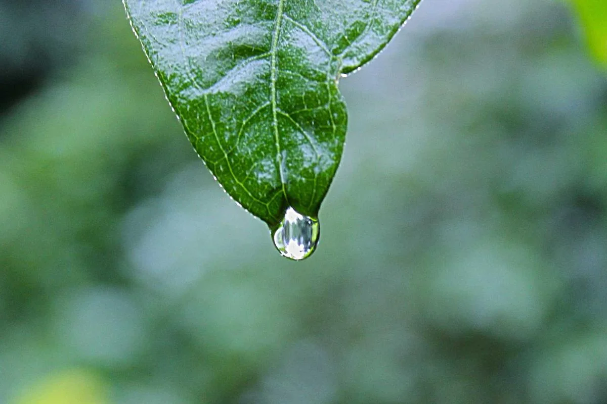 Has anyone won the Premier League in their first season as manager illustration and guide